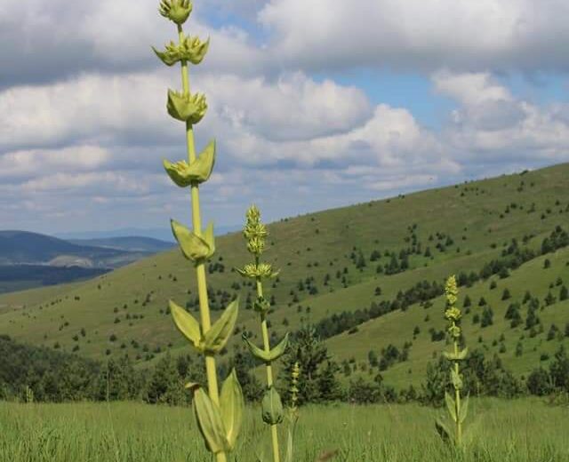 Zlatibor 6